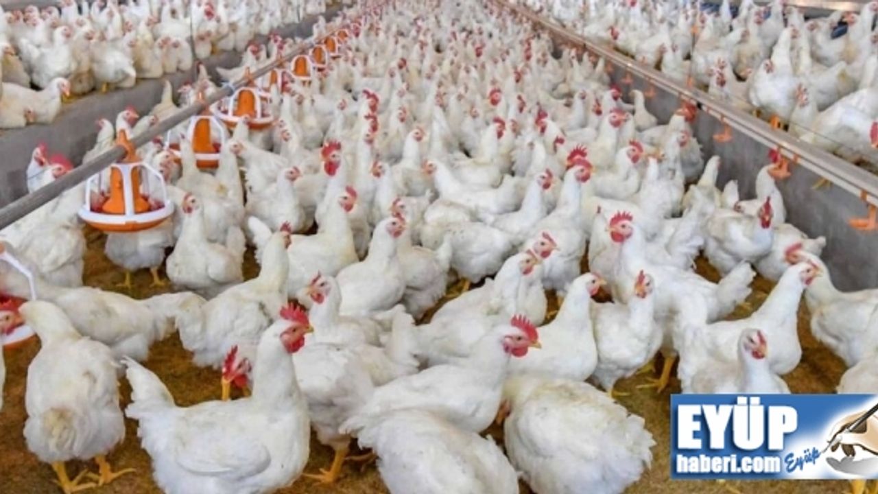 TÜİK açıkladı: Tavuk ve yumurta üretimi düştü