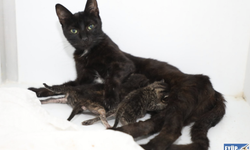 Terkedilmiş Yavru Kediler 'Sütanneler'ine kavuştu
