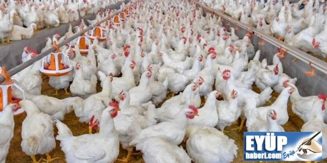 TÜİK açıkladı: Tavuk ve yumurta üretimi düştü