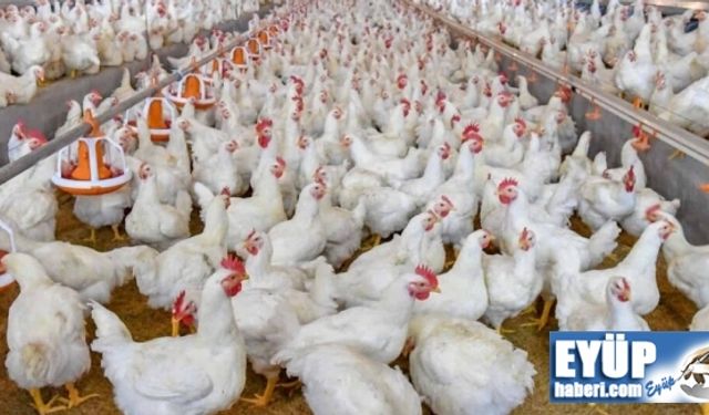 TÜİK açıkladı: Tavuk ve yumurta üretimi düştü