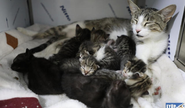 Terkedilmiş Yavru Kediler 'Sütanneler'ine kavuştu