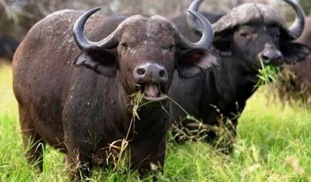 Büyükbaşta manda sayısı azaldı