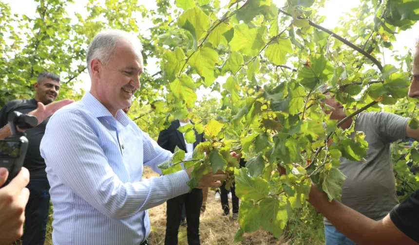 İnegöl fındığında hasat zamanı